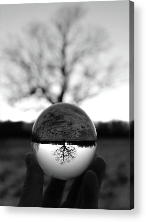 Bare Tree Acrylic Print featuring the photograph Lone Tree Lensball B W by David T Wilkinson