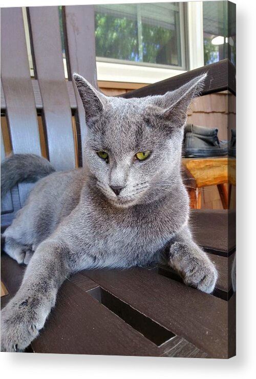 Pet Acrylic Print featuring the photograph Mean Mugging by Aaron Martens