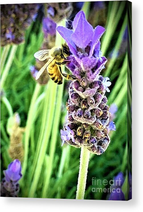Lavender Acrylic Print featuring the photograph Mellifluous Lavendula by Tiesa Wesen
