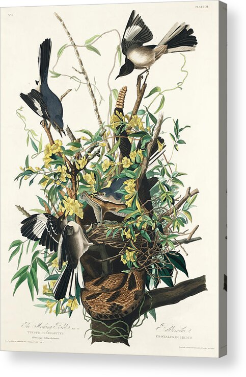 Mockingbird Acrylic Print featuring the mixed media Mockingbird. John James Audubon by World Art Collective