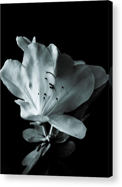 Flora Acrylic Print featuring the photograph Effervescence by Mireyah Wolfe