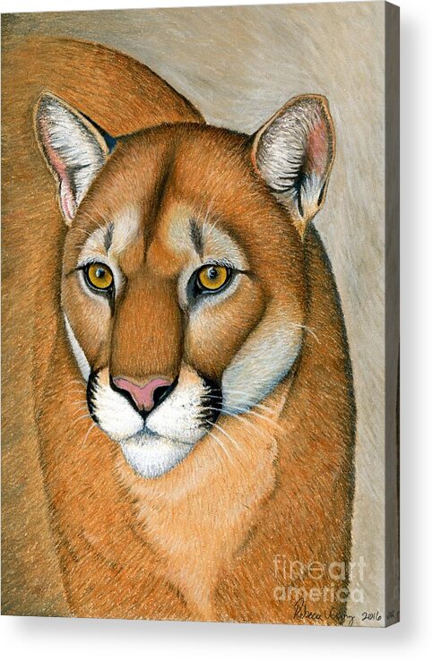 Cougar Acrylic Print featuring the pastel Mountain Lion Cougar Wild Cat by Rebecca Wang