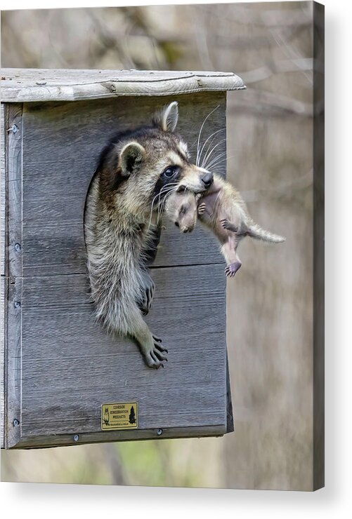 Animal Acrylic Print featuring the photograph Moving Out by Gina Fitzhugh
