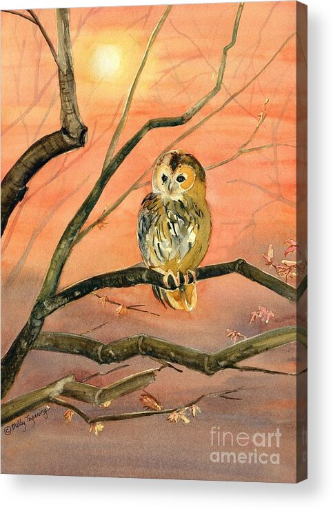 Owl Acrylic Print featuring the painting Owl Watercolor Art by Melly Terpening