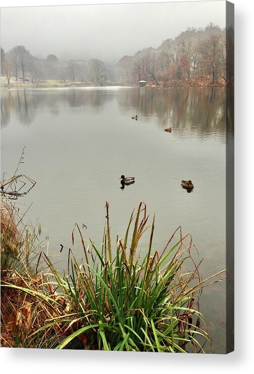 The Lake Nyc Acrylic Print featuring the photograph Pastoral NYC Lost in Fog by Judy Frisk