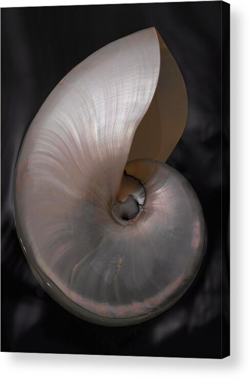 Seashell Acrylic Print featuring the photograph PearlNautilus by John Manno