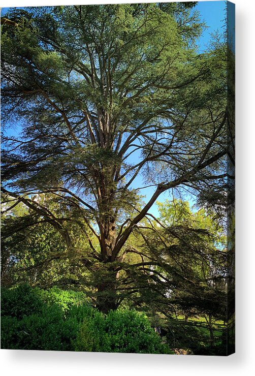 Tree Acrylic Print featuring the photograph Pine Tree by Lora J Wilson