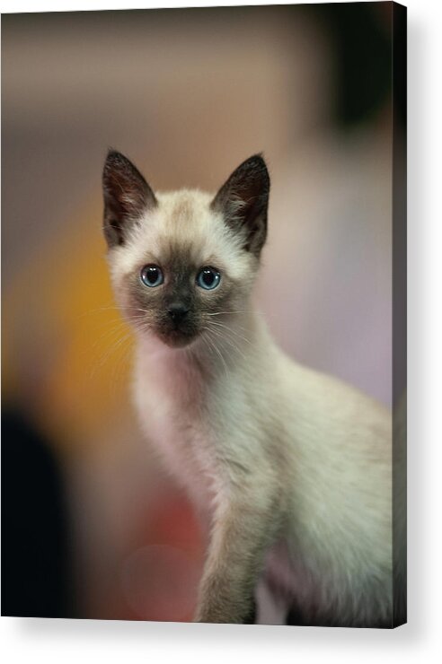 Cat Acrylic Print featuring the photograph Ragnar by DArcy Evans