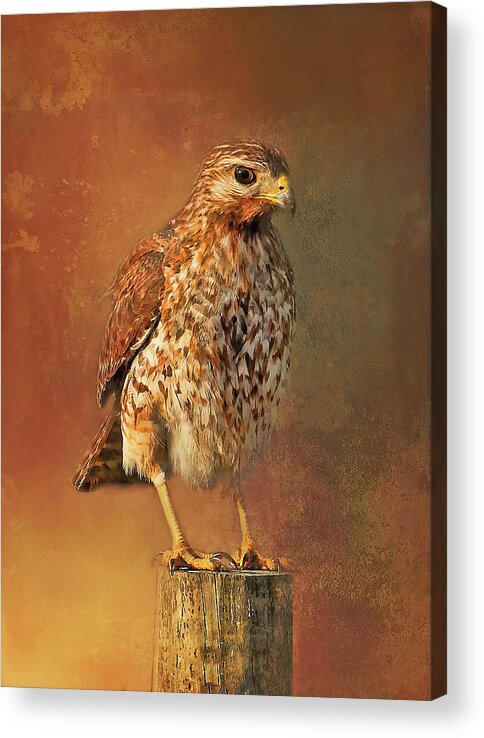 Red Shouldered Hawk Acrylic Print featuring the photograph Red-shouldered Hawk Portrait by HH Photography of Florida