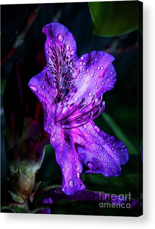 Flowers Acrylic Print featuring the pyrography Rhododendron by Joseph Miko