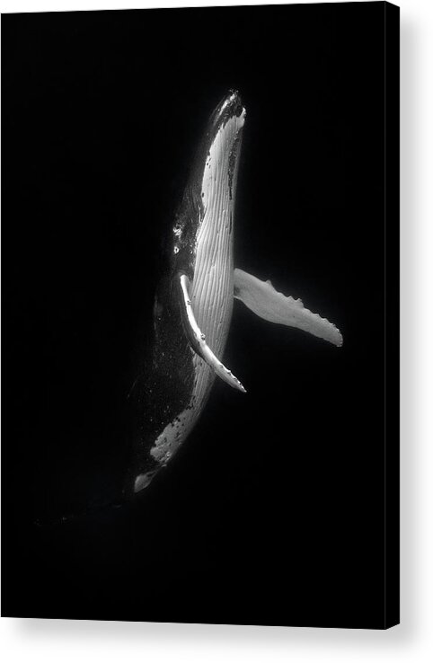 Humpback Whale Acrylic Print featuring the photograph Rising Humpback Whale by Max Waugh