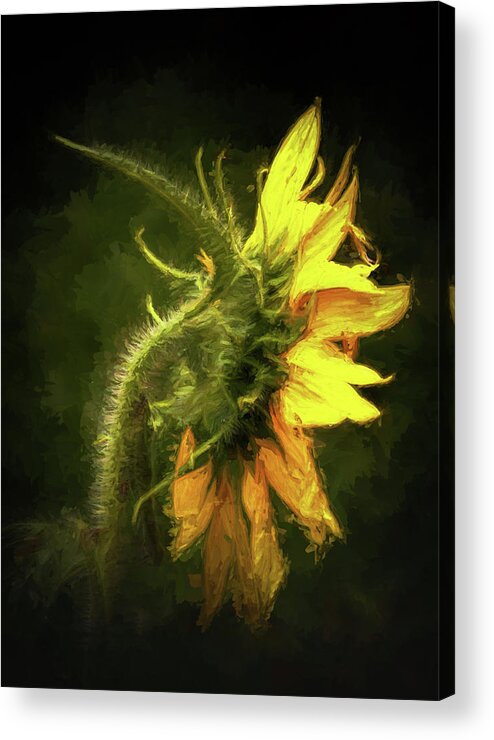 Sunflower Acrylic Print featuring the photograph Sensational Sunflower by Ola Allen
