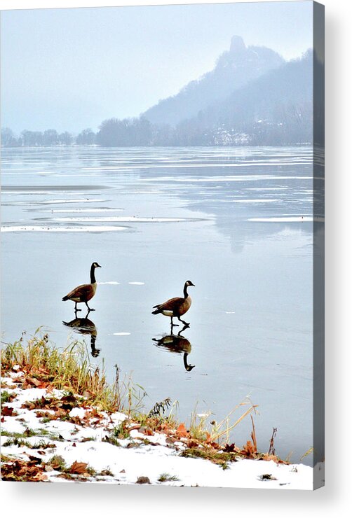 Geese Acrylic Print featuring the photograph Shortcut by Susie Loechler