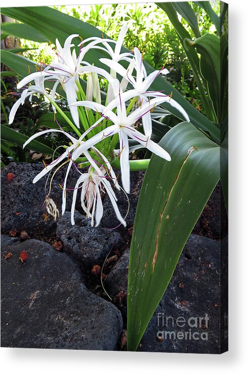 Spider Lily Acrylic Print featuring the photograph Spider Lily by Cindy Murphy