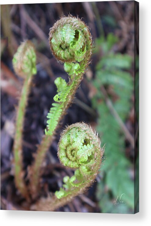 Fern Acrylic Print featuring the photograph Spiral Sister Ferns by D Lee