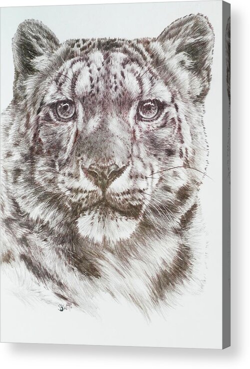 Snow Leopard Acrylic Print featuring the drawing Splendid by Barbara Keith