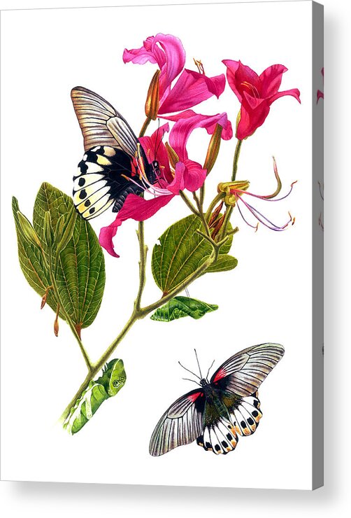 Papilio Memnon Acrylic Print featuring the painting The Great Mormon Butterfly by Espero Art