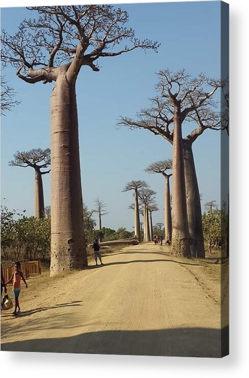 All Acrylic Print featuring the digital art The Road in Baobab Alley in Madagascar KN49 by Art Inspirity