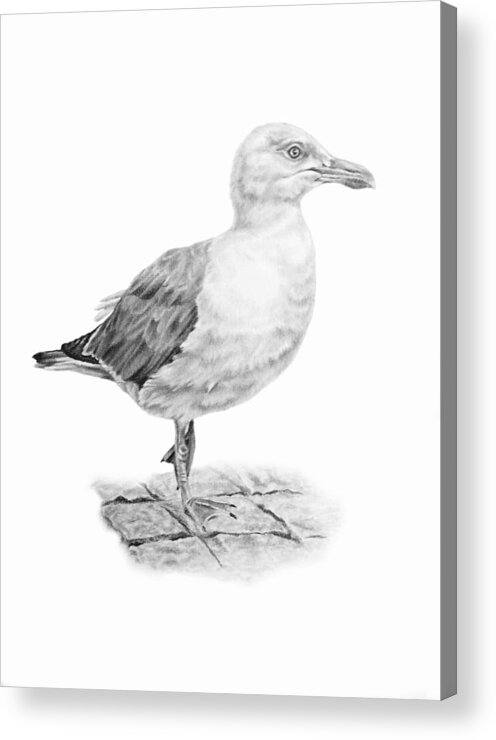 Seagull Acrylic Print featuring the drawing The Seagull Strut by Pencil Paws