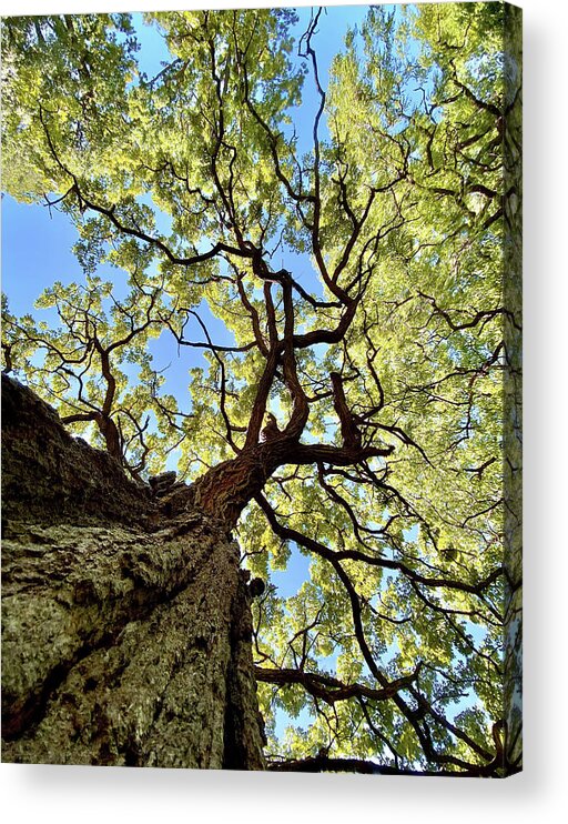 Oak Acrylic Print featuring the photograph Things are Looking Up - Mighty Oak in Lake Kegonsa SP - WI by Peter Herman