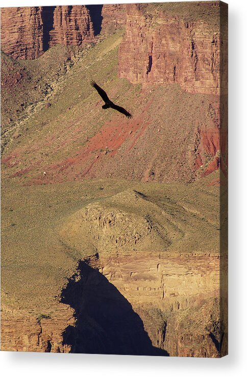 Arizona Acrylic Print featuring the photograph Turkey vulture soaring by Steve Estvanik