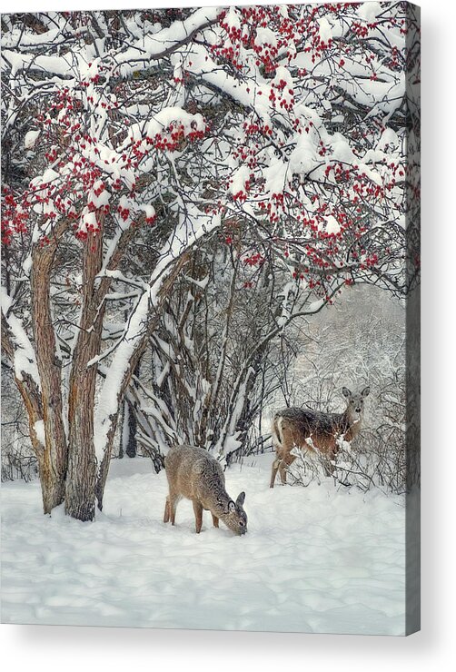 Deer Acrylic Print featuring the photograph Cherries Jubilee Brunch- Young pair of whitetail deer foraging in snowy ND scene by Peter Herman