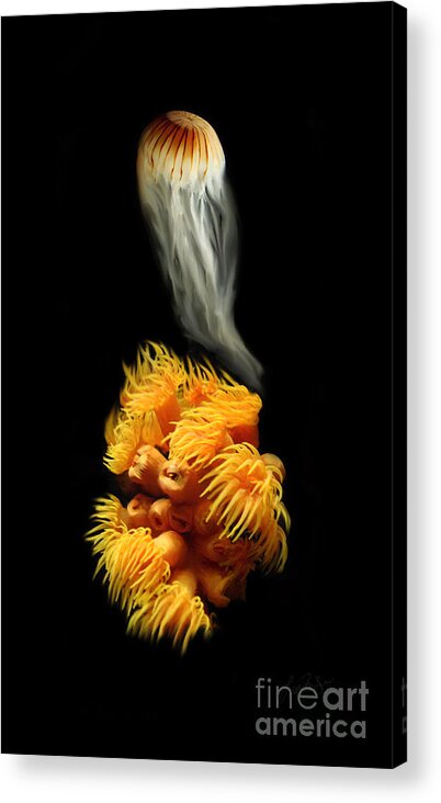 Animals Acrylic Print featuring the painting Orange Anemone by Lisa Redfern