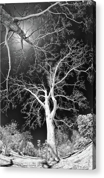 Trees Acrylic Print featuring the photograph Trees Sky and Sun by Dan Carmichael