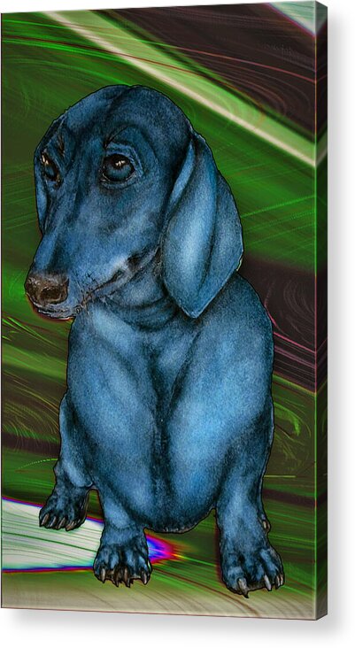 Dachshund Acrylic Print featuring the digital art Puppy Blues by Ronald Mills