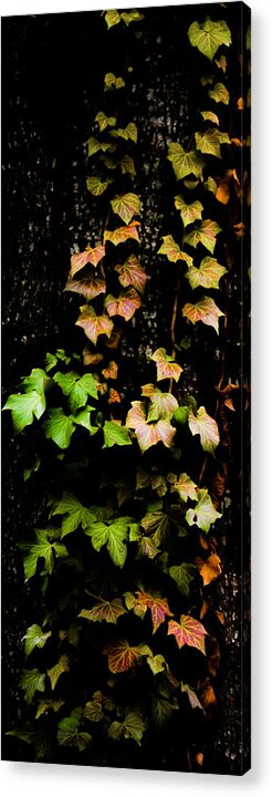 Autumn Acrylic Print featuring the photograph Autumn Leaves by Parker Cunningham
