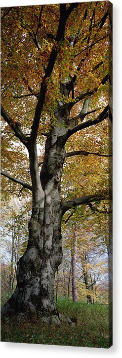 Mp Acrylic Print featuring the photograph Tree In The Black Forest, Germany by Konrad Wothe