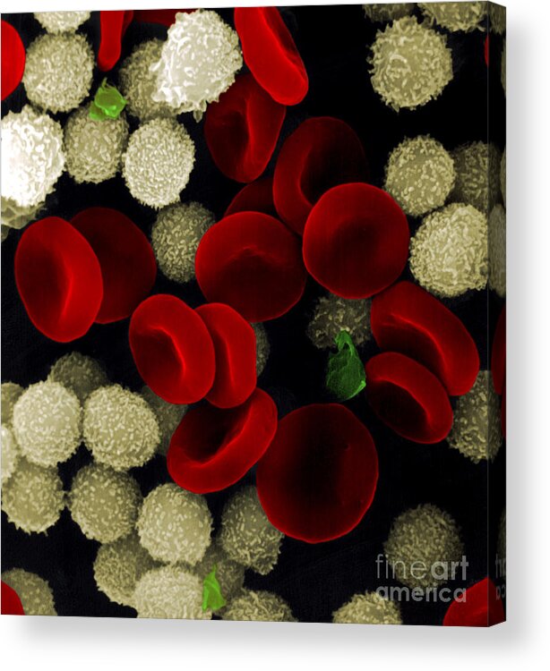 Leukocyte Acrylic Print featuring the photograph Blood Cells by Stem Jems