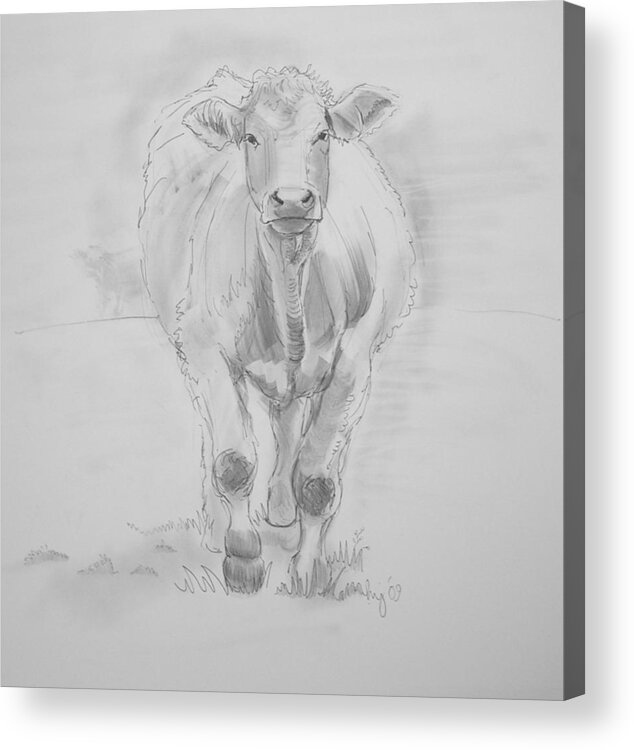 Cows Acrylic Print featuring the drawing Cow Drawing #1 by Mike Jory