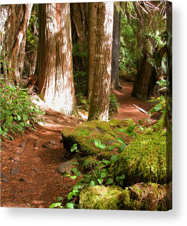Hiking Acrylic Print featuring the photograph Hiking Trail by KATIE Vigil