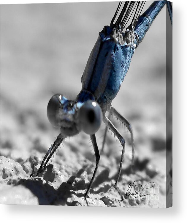 Dragonfly Acrylic Print featuring the photograph The Dragonfly by Keith Lyman