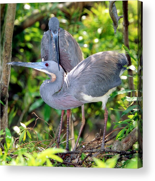 Animal Acrylic Print featuring the photograph Tricolor Heron Adults In Breeding #1 by Millard H. Sharp