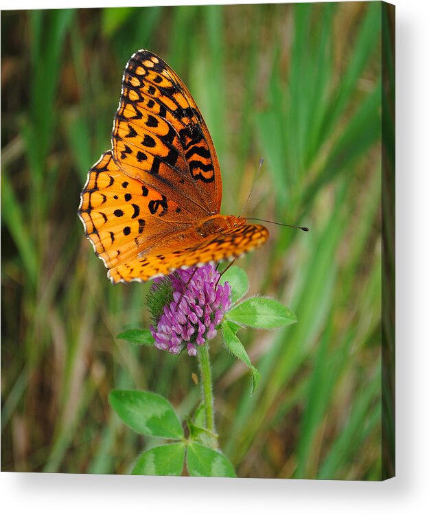 Butterfly Acrylic Print featuring the photograph Butterfly #4 by David Hart