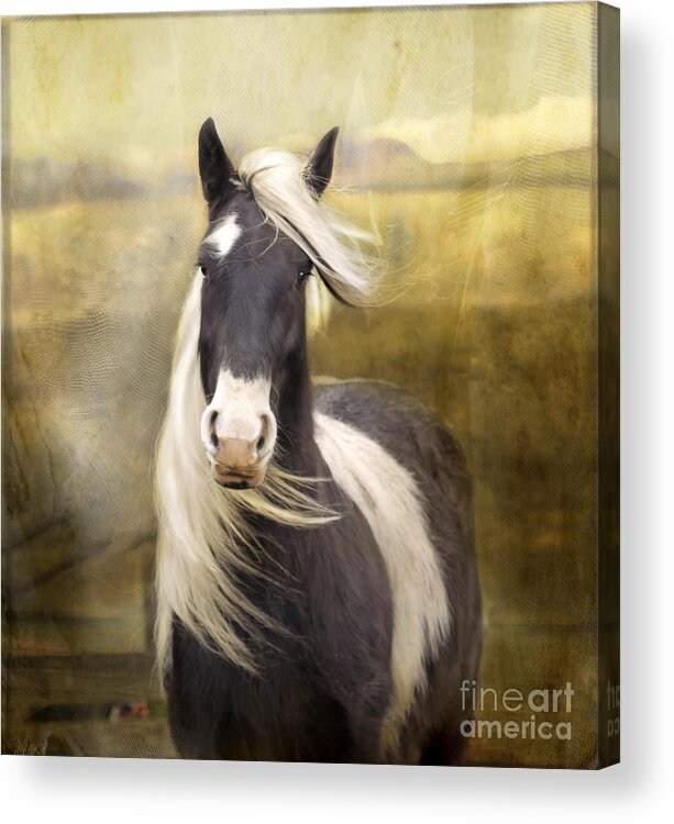  Horse Acrylic Print featuring the photograph Welsh Cob #3 by Ang El