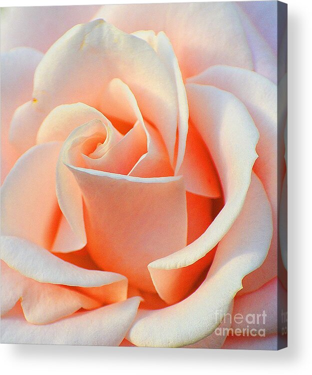 Rose Acrylic Print featuring the photograph A Delicate Rose by Cindy Manero