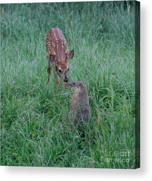 White Tail Acrylic Print featuring the photograph A Fawn and a Woodchuck by Jim Lepard