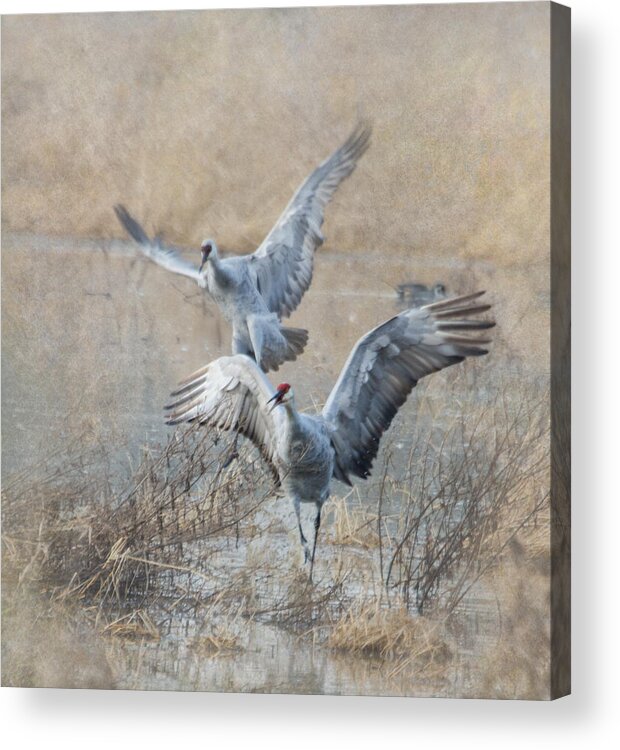 Cranes Acrylic Print featuring the photograph A Grand Entrance by Angie Vogel