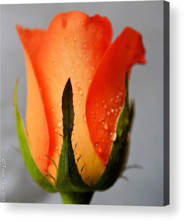 Rose Acrylic Print featuring the photograph Allure by Felicia Tica