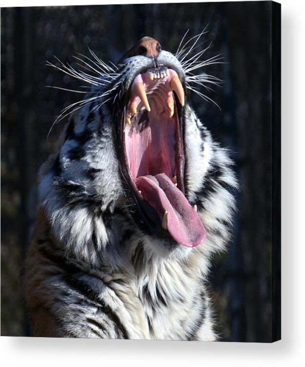 Amor Tiger Acrylic Print featuring the photograph Amor Tiger by Dragan Kudjerski
