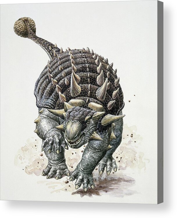 Adult Animal Acrylic Print featuring the photograph Ankylosaurus Dinosaur by Deagostini/uig/science Photo Library