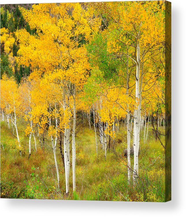 Aspens Acrylic Print featuring the photograph Aspens Along The Way by Tim Reaves