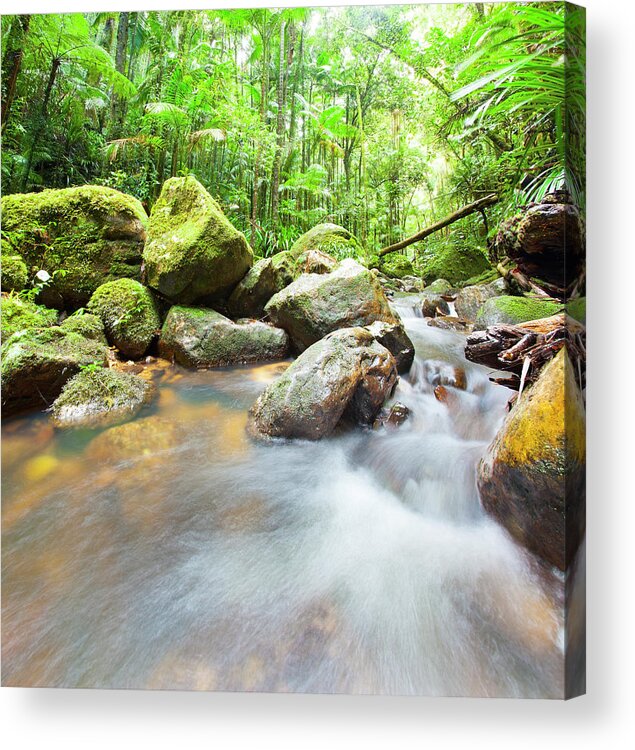 Cool Attitude Acrylic Print featuring the photograph Australian Rainforest by Mburt