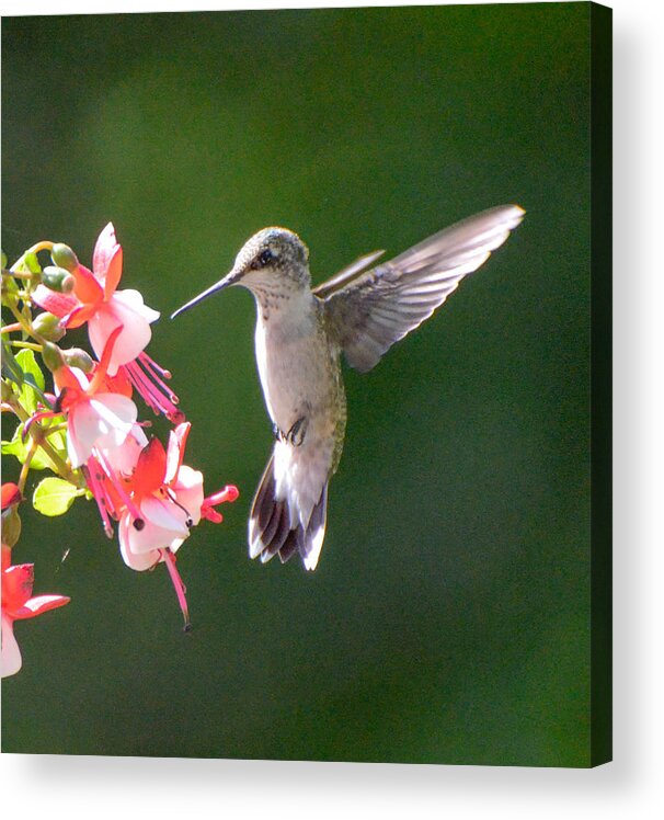 Ruby Throated Hummingbird Acrylic Print featuring the photograph Backlit Fuchsia and Hummer by Amy Porter