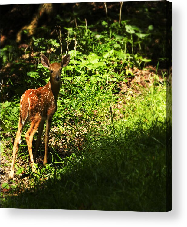 Deer Acrylic Print featuring the photograph Bambi by Melissa Petrey