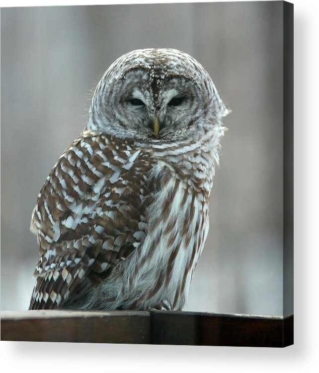 Barred Owl Acrylic Print featuring the photograph Barred Owl 1 by Vance Bell
