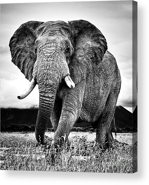 Elephant Acrylic Print featuring the photograph Beautiful Elephant Black And White 33 by Boon Mee
